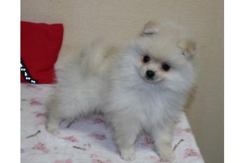 成約済の埼玉県のポメラニアン-29845の2枚目