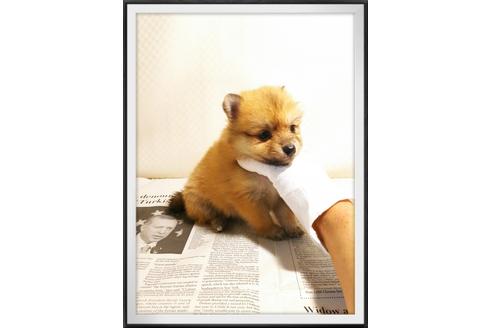 成約済の茨城県のポメラニアン-28917の5枚目