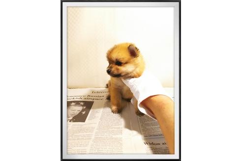 成約済の茨城県のポメラニアン-28917の1枚目
