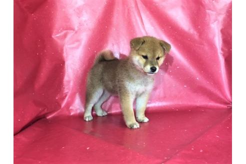 成約済の愛知県の柴犬-29541の2枚目