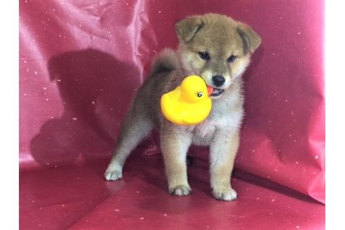 成約済の愛知県の柴犬-29541の3枚目