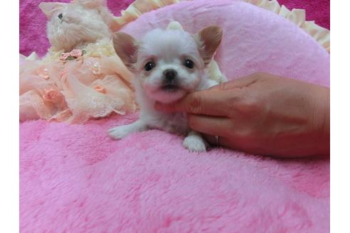 成約済の京都府のチワワ-30331の1枚目