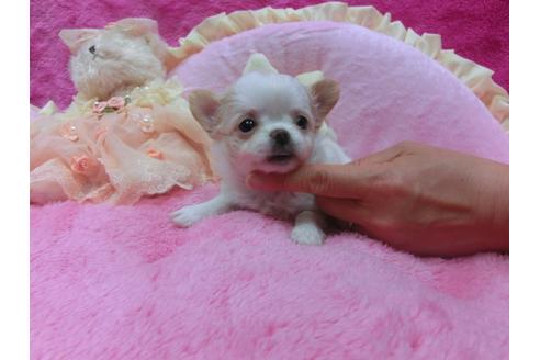 成約済の京都府のチワワ-30331の2枚目