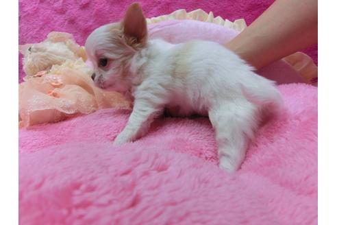 成約済の京都府のチワワ-30331の3枚目