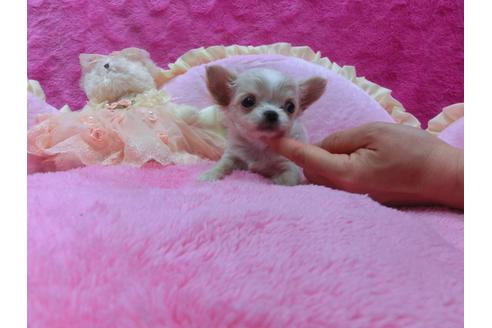 成約済の京都府のチワワ-30332の2枚目