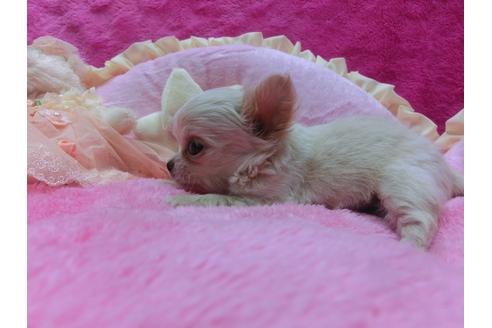 成約済の京都府のチワワ-30332の3枚目