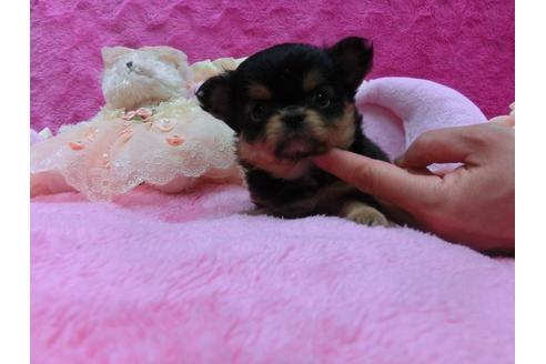 成約済の京都府のチワワ-30333の1枚目