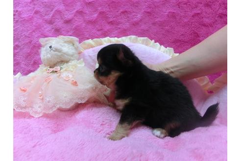 成約済の京都府のチワワ-30333の2枚目