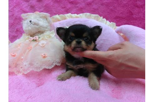 成約済の京都府のチワワ-30333の3枚目