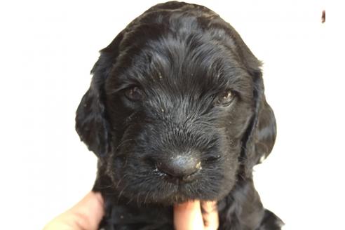 成約済の茨城県のミックス犬-30345の4枚目