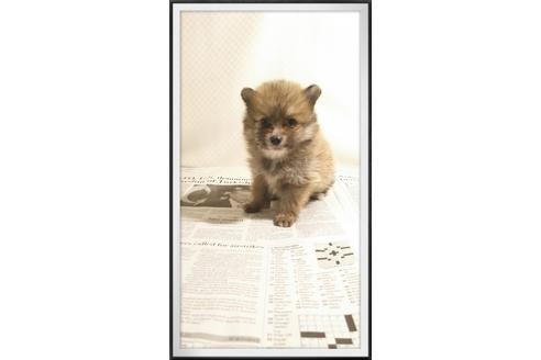 成約済の茨城県のポメラニアン-29079の5枚目