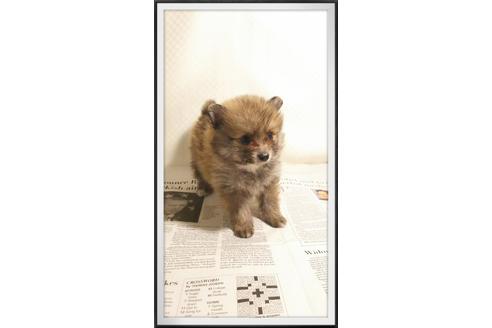 成約済の茨城県のポメラニアン-29079の1枚目