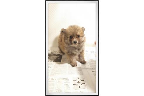 成約済の茨城県のポメラニアン-29079の2枚目