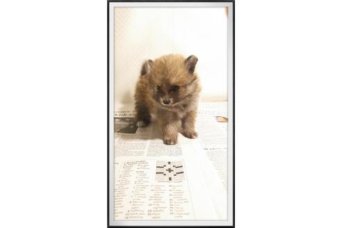 成約済の茨城県のポメラニアン-29079の3枚目