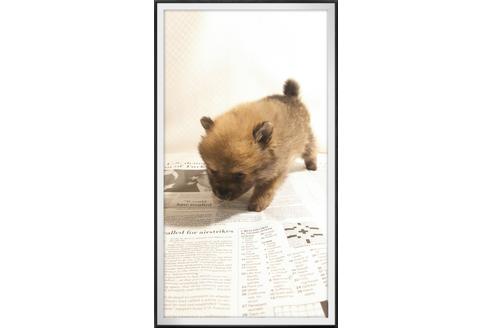 成約済の茨城県のポメラニアン-29079の4枚目