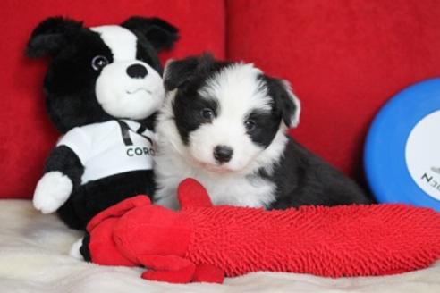 成約済の宮崎県のボーダーコリー-29633の5枚目