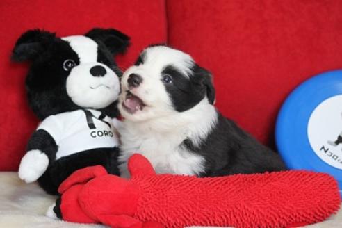 成約済の宮崎県のボーダーコリー-29633の4枚目