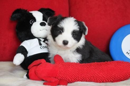 成約済の宮崎県のボーダーコリー-29633の3枚目