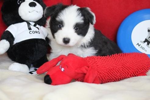 成約済の宮崎県のボーダーコリー-29633の2枚目