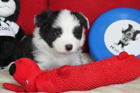 成約済の宮崎県のボーダーコリー-29633の1枚目