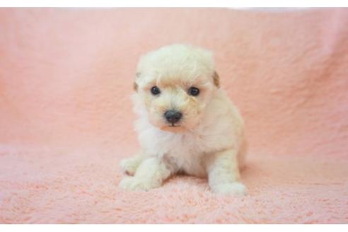 成約済の奈良県のトイプードル-30361の1枚目