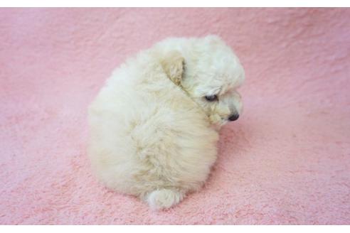 成約済の奈良県のトイプードル-30361の5枚目