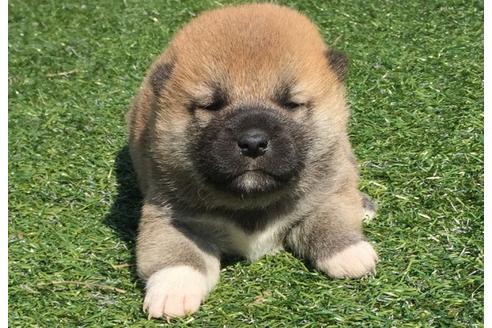 成約済の長崎県の柴犬-30400の5枚目