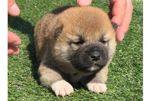 成約済の長崎県の柴犬-30400の1枚目