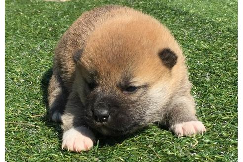 成約済の長崎県の柴犬-30400の2枚目