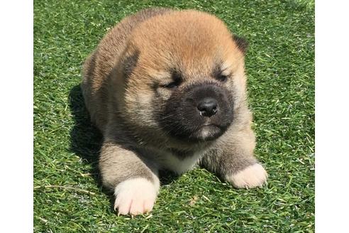 成約済の長崎県の柴犬-30400の3枚目