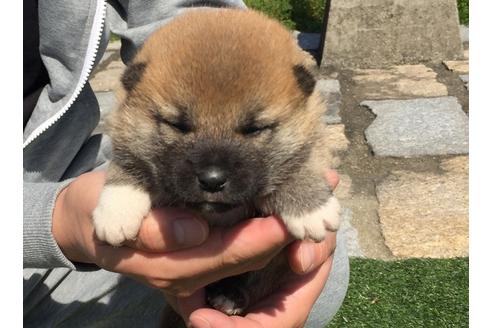 成約済の長崎県の柴犬-30400の4枚目