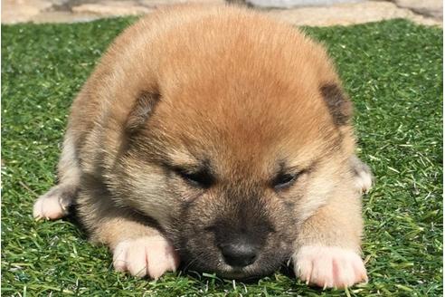 成約済の長崎県の柴犬-30401の2枚目