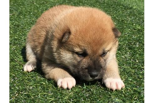 成約済の長崎県の柴犬-30401の3枚目