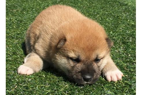 成約済の長崎県の柴犬-30401の4枚目