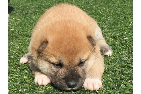 成約済の長崎県の柴犬-30401の5枚目