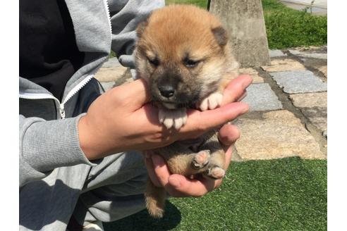 成約済の長崎県の柴犬-30401の1枚目