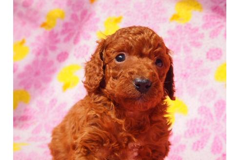 成約済の茨城県のトイプードル-30435の5枚目
