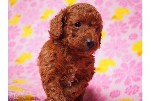 成約済の茨城県のトイプードル-30435の3枚目