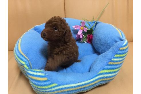 成約済の栃木県のトイプードル-30439の1枚目