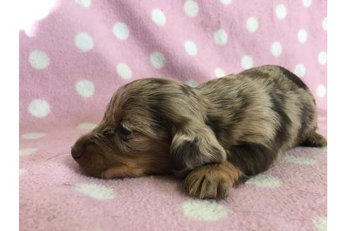 成約済の山梨県のアーフェンピンシャー-30218の5枚目