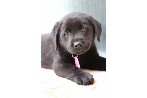 成約済の茨城県のラブラドールレトリーバー-29725の1枚目