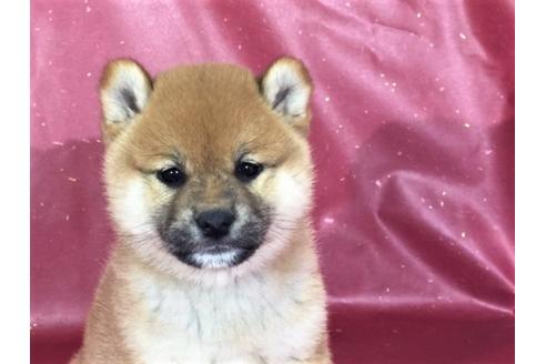 成約済の愛知県の柴犬-30463の1枚目