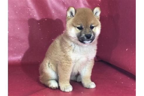 成約済の愛知県の柴犬-30463の2枚目