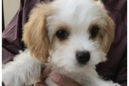 成約済の岐阜県のミックス犬-30531の4枚目