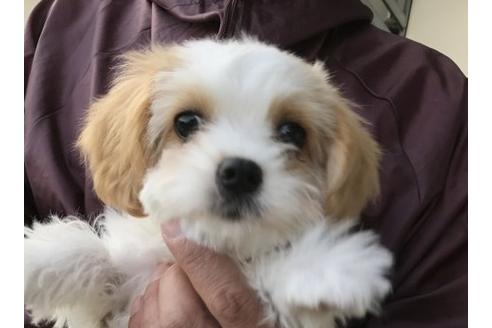成約済の岐阜県のミックス犬-30531の3枚目