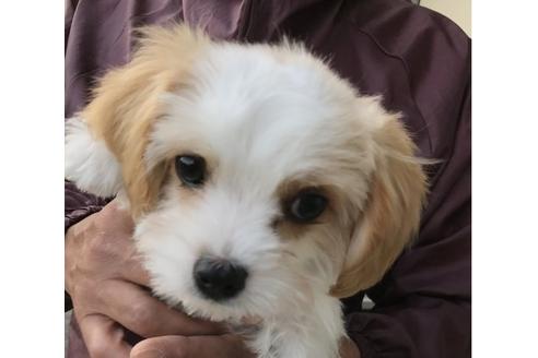 成約済の岐阜県のミックス犬-30531の2枚目