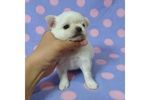 成約済の東京都のチワワ-30390の1枚目