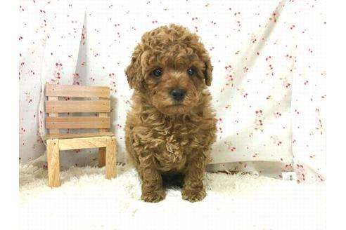 成約済の滋賀県のトイプードル-30565の2枚目