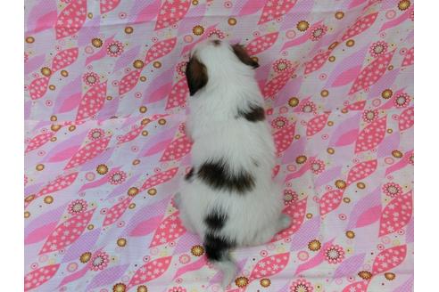 成約済の千葉県のパピヨン-30573の4枚目