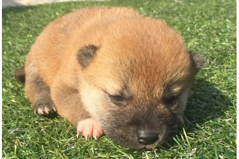 成約済の長崎県の柴犬-30578の1枚目